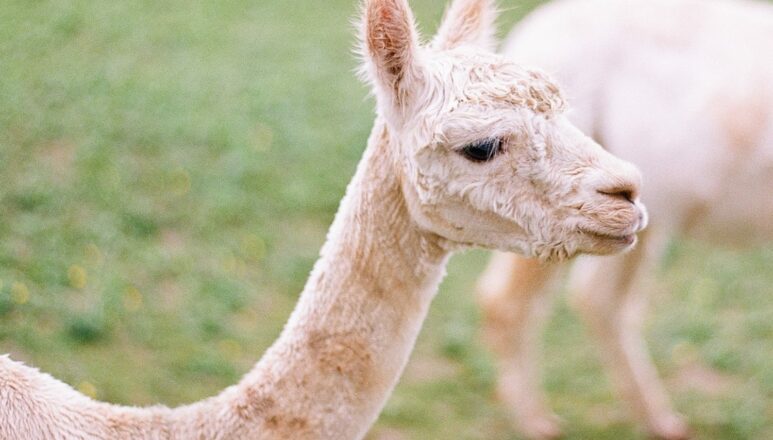 alpacas
